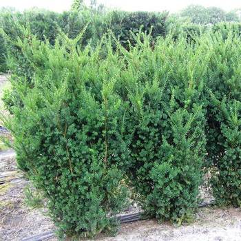 Тисс средний 'Hicksii' (Taxus media 'Hicksii')